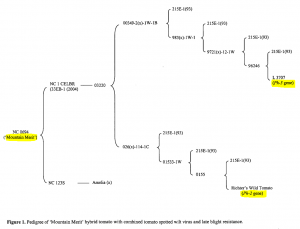 Arbre généalogique de la tomate Moutain Merit, avec ses ancêtres qui lui ont transmis les gènes Ph2 & Ph3.