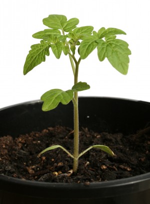 jeune tomate wallogreen.com