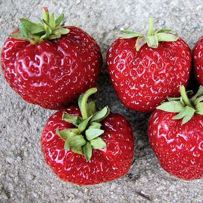 70 variétés de fraises, dont cette Mieze Nova, import Allemagne