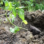 Grand plant incliné