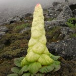 Rhubarbe du Sikkim, jeunes plants bientôt disponibles