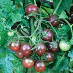 Black Cherry