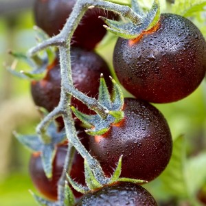 Tomate Indigo Blue Berries