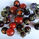Indigo Blue Berries