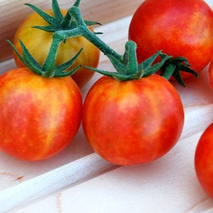 Tomate Isis Candy