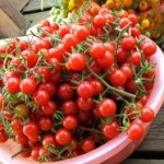Matt's Wild Cherry