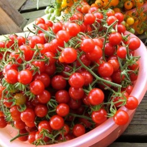 Tomate Matt's Wil Cherry