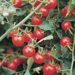 Matt's Wild Cherry