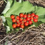 Matt's Wild Cherry