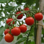Matt's Wild Cherry