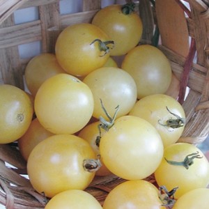 Tomate Snow White