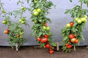 Même variété de tomate, à gauche sur ses racines, à droite greffée. Conduites en 2 bras.