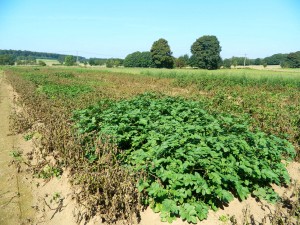 pomme terre résistante mildiou wallogreen.com 2a