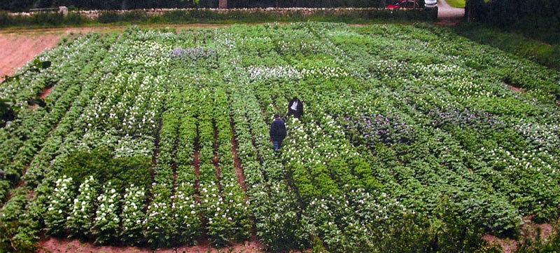 pomme terre résistante mildiou wallogreen.com 4