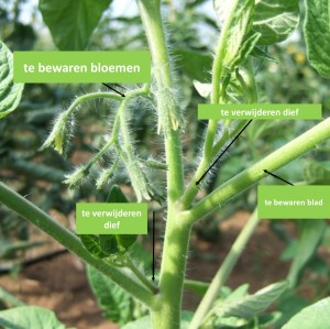 Snoeien: steel, bloemen, bladeren en dieven die verwijderd moeten worden