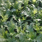 Image0555