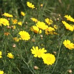 PikiWiki_Israel_32760_Glebionis_coronaria
