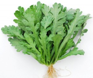 big_leaf_2